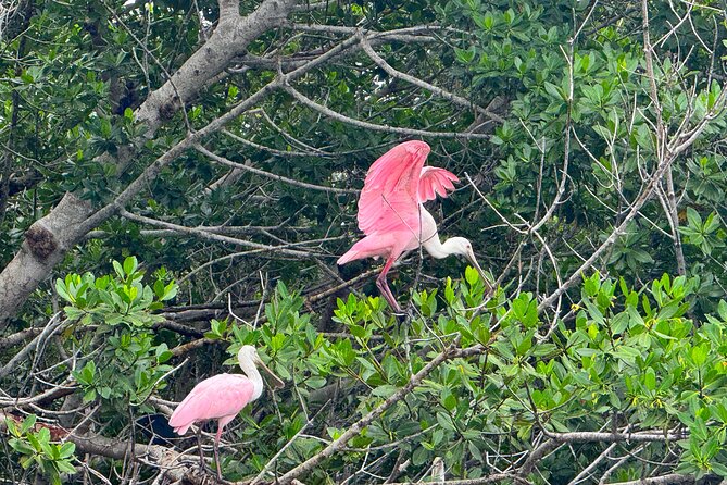 Bonita Springs Eco Kayak Tour – Best Gear, Premium&Clear Kayaks - Who Should Book This Kayak Tour?