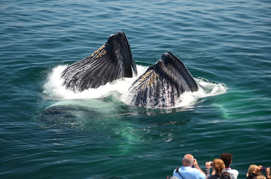 Boston: City Cruises Whale Watching Cruise - Should you book this Boston whale watching cruise?