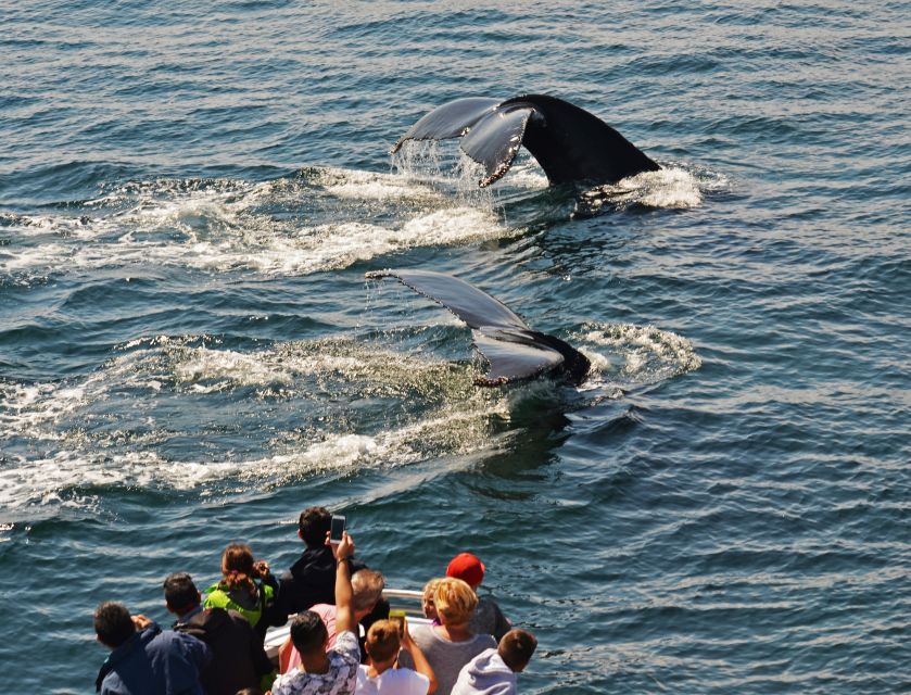 Boston: City Cruises Whale Watching Cruise - Stellwagen Bank whale watching: what you might see