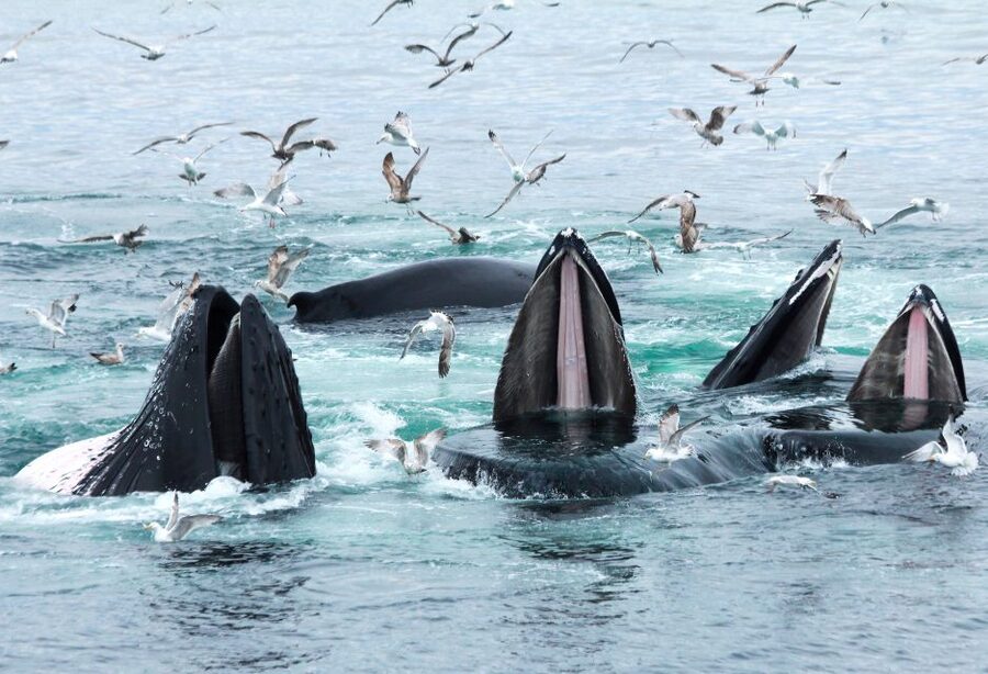 Boston: City Cruises Whale Watching Cruise - How to watch for whale behavior like a pro