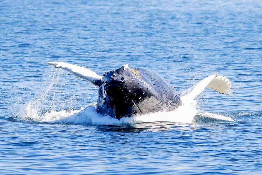 Boston: City Cruises Whale Watching Cruise - Who this cruise is best for, and who should think twice