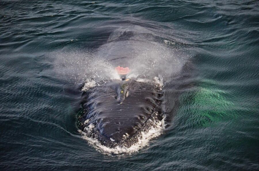Boston: City Cruises Whale Watching Cruise - Value and pricing: is $85 a good deal