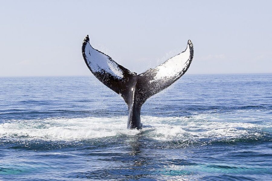 Boston: City Cruises Whale Watching Cruise - Booking advice: the small choices that change your day