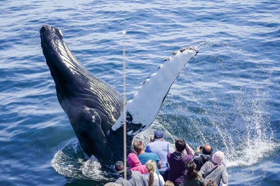 Boston: City Cruises Whale Watching Cruise - The boat experience: fast, comfy, and built for watching
