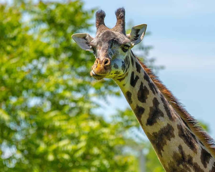 Boston: Franklin Park Zoo Entry Ticket - Key highlights worth building your day around