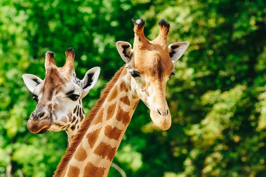 Boston: Franklin Park Zoo Entry Ticket - Kalahari Kingdom and Giraffe Savannah: lions and Masai giraffes at your pace