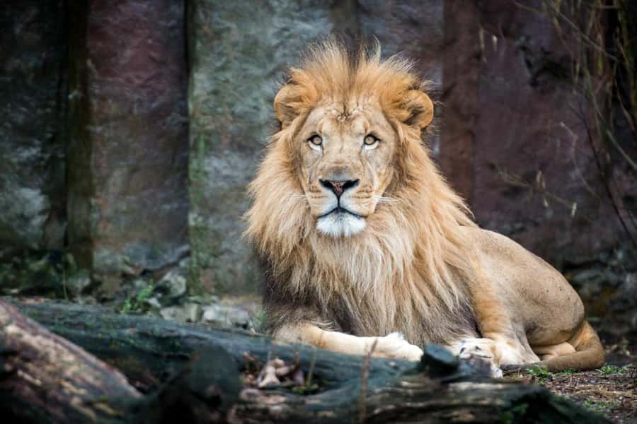 Boston: Franklin Park Zoo Entry Ticket - Tropical Forest: your best first hour for gorillas, birds, lemurs, and pygmy hippos