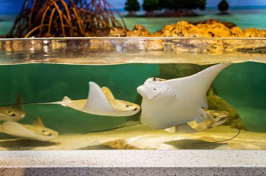 Boston: New England Aquarium Entry + Optional Simons Theatre - Yawkey Coral Reef Center: Small Creatures, Big Interest