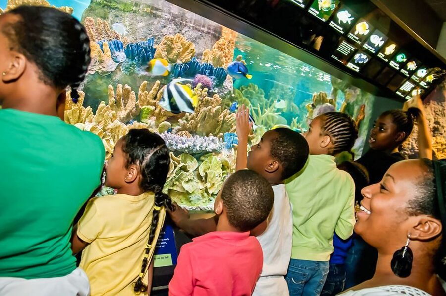 Boston: New England Aquarium Entry + Optional Simons Theatre - Atlantic Harbor Seals and Marine Mammal Center