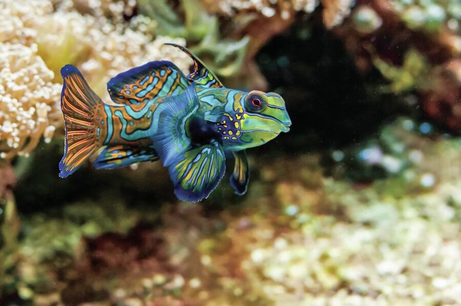 Boston: New England Aquarium Entry + Optional Simons Theatre - Indo-Pacific Coral Reef and the Stuff You Might Not Expect