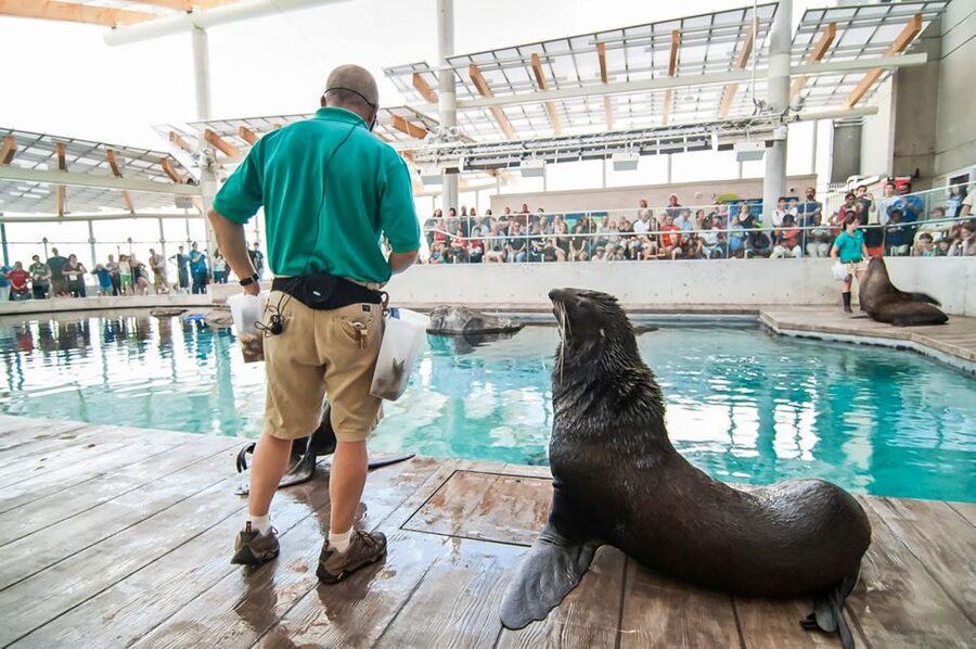 Boston: New England Aquarium Entry + Optional Simons Theatre - Bonus Time: Amazon Rainforest-Style Creatures