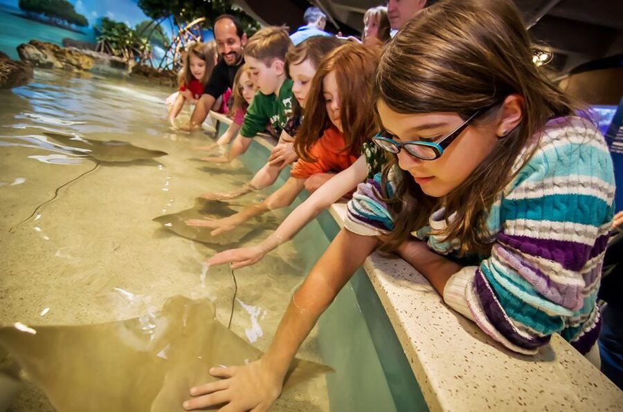Boston: New England Aquarium Entry + Optional Simons Theatre - Start at the Penguin Colony, Then Let the Aquarium Set the Pace