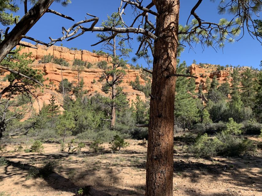 Bryce Canyon City: Horseback Riding Tour in Red Canyon - Mount up and get comfortable fast: instruction, saddlebags, and calm horses
