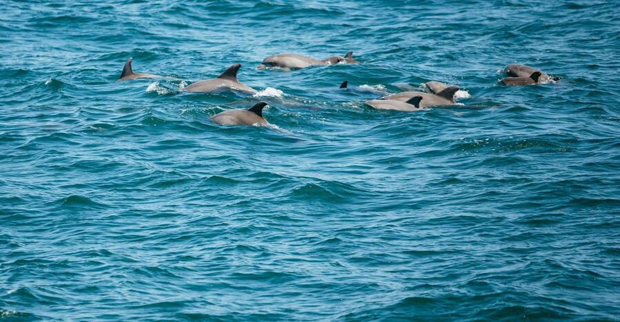 Cape May: Jersey Shore Whale and Dolphin Watching Cruise - Should You Book the Cape May Whale and Dolphin Watching Cruise?