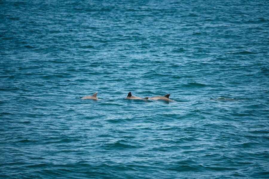Cape May: Jersey Shore Whale and Dolphin Watching Cruise - From Miss Chris Marina to the Delaware Bay: How the Cruise Works