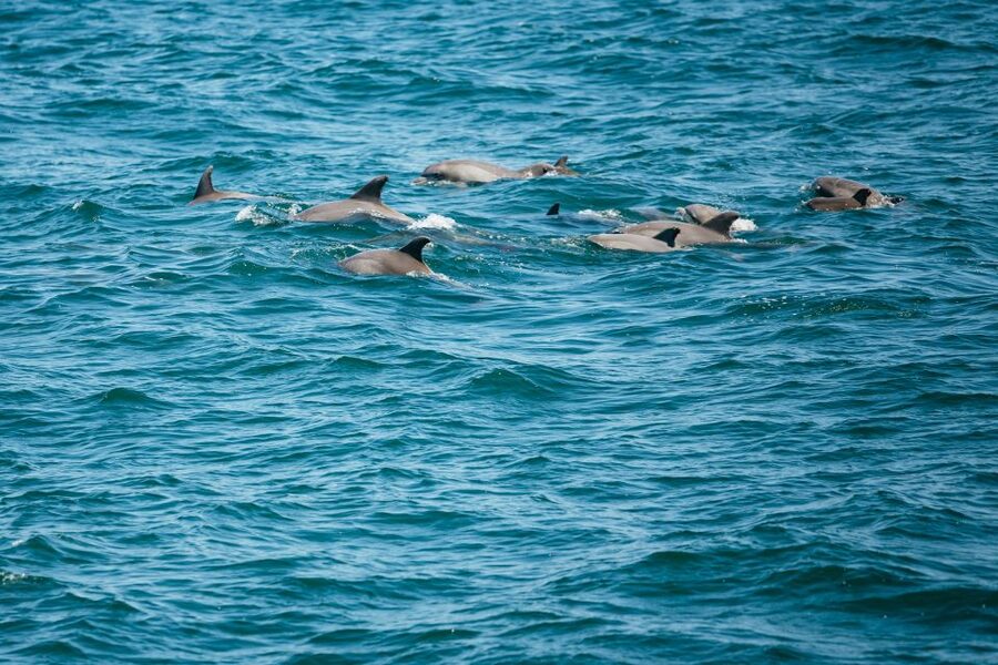 Cape May: Jersey Shore Whale and Dolphin Watching Cruise - Waterfront Views and Historic Shorefronts: What You See Beyond the Water