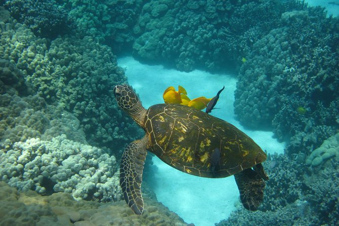 Captain Cook Snorkel Tour with Sea Caves and Lava Tubes - Wildlife timing in Kona: Dolphins and humpbacks, if the day lines up