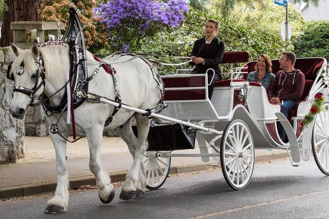 Carriage Ride in Central Park (VIP - PRIVATE) Since 1964™ - Price, What You Get for 14.99, and When It Feels Like a Bargain