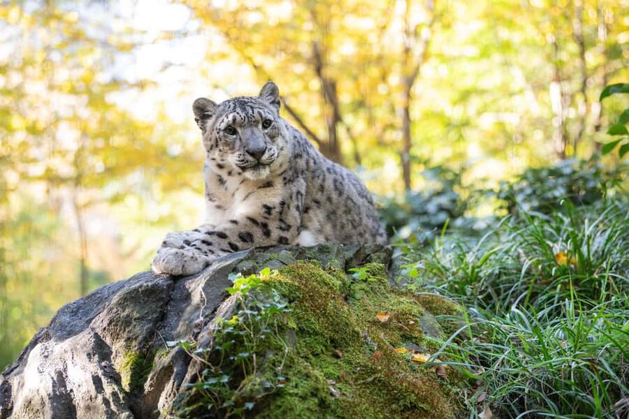 Central Park Zoo Entry Ticket - Key Highlights You Should Not Miss