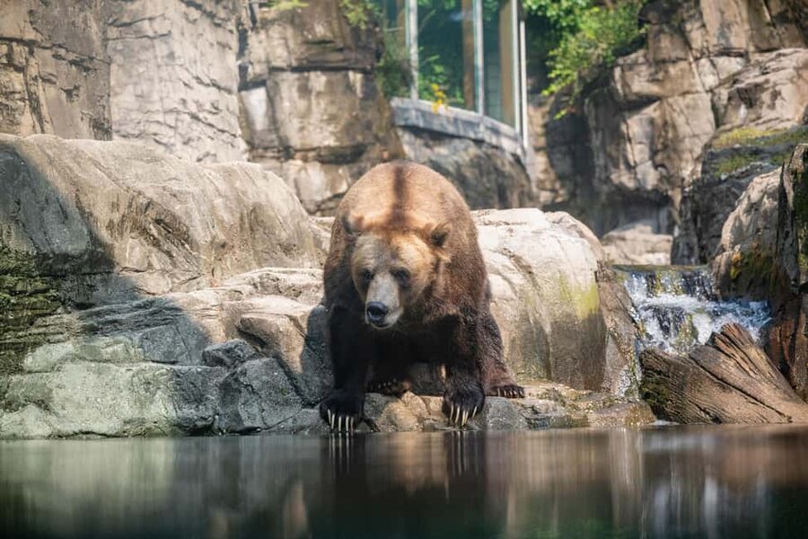 Central Park Zoo Entry Ticket - The Tropic Zone: Rainforest Animals You See Up Close