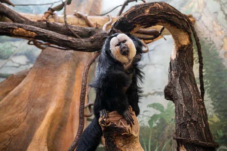 Central Park Zoo Entry Ticket - Who This Zoo Ticket Fits Best