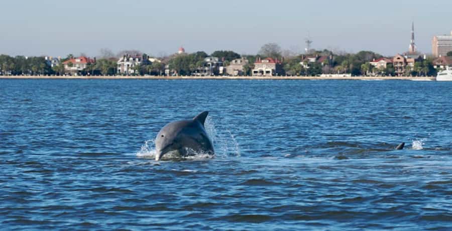 Charleston: Daytime or Sunset Historic Harbor Cruise - Battery views and Fort Sumter: the stops that carry the whole story