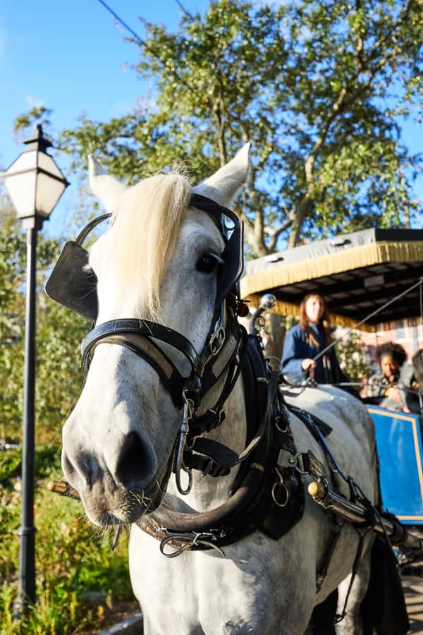 Charleston: Downtown Horse-Drawn Carriage Tour - Should you book the Downtown Charleston horse-drawn carriage tour?