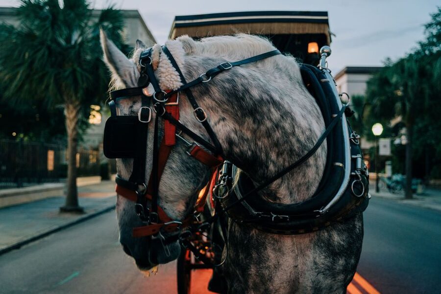 Charleston: Haunted Carriage Evening Tour - A 40 Minute Haunted Ride Through Charleston’s Cobblestones