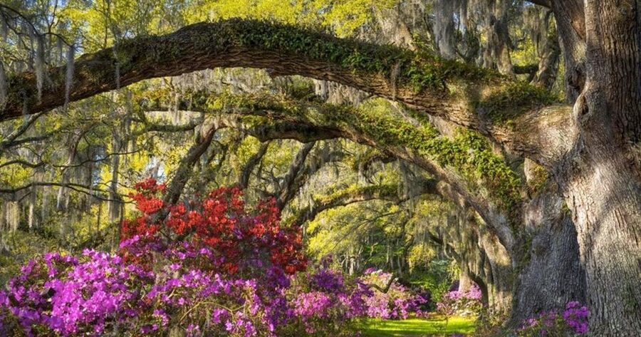 Charleston: Magnolia Plantation Entry & Tour with Transport - Audubon Swamp Gardens tram: where wildlife steals the show