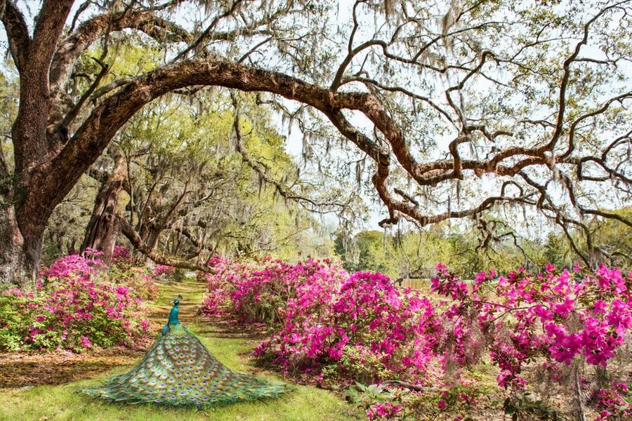 Charleston: Magnolia Plantation Entry & Tour with Transport - From slavery to freedom: why the presentation changes the way you look at everything