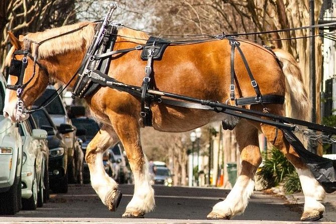 Charleston's Historic Residential Horse and Carriage Tour - Starting at 20 Anson St: Charleston Carriage Works stable time