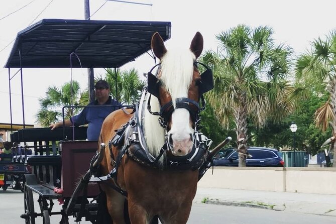 Charleston's Historic Residential Horse and Carriage Tour - What you’ll actually see from the carriage seat