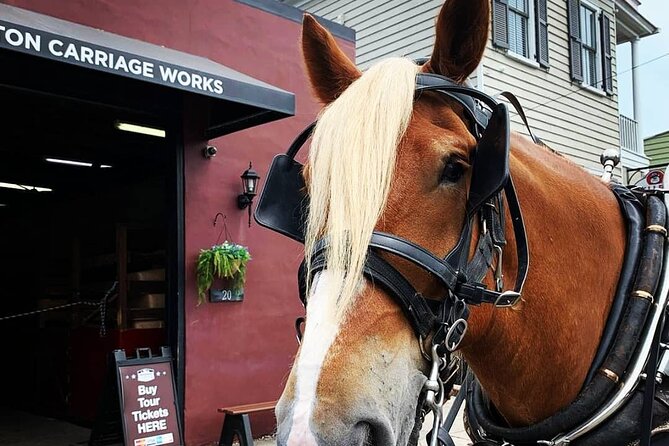 Charleston's Historic Residential Horse and Carriage Tour - Who this carriage tour is best for