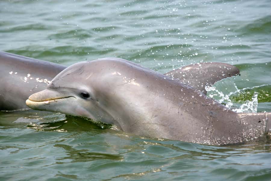 Charleston: Schooner Sailing Harbor Tour & Dolphin Watch - Key highlights on the Schooner Pride