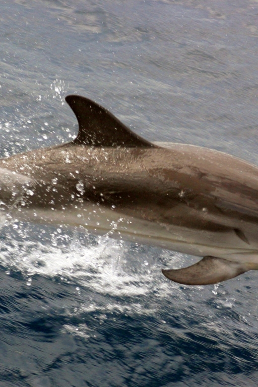 Charleston: Sightseeing Harbor Tour & Dolphin Watch - Key highlights to look for