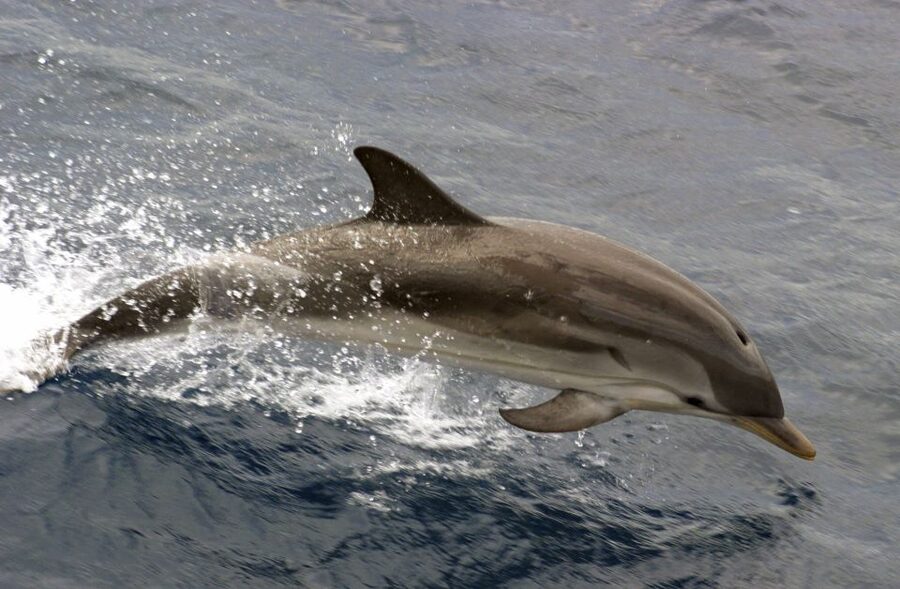 Charleston: Sightseeing Harbor Tour & Dolphin Watch - Fort Sumter and USS Yorktown: the two stops that anchor the whole cruise