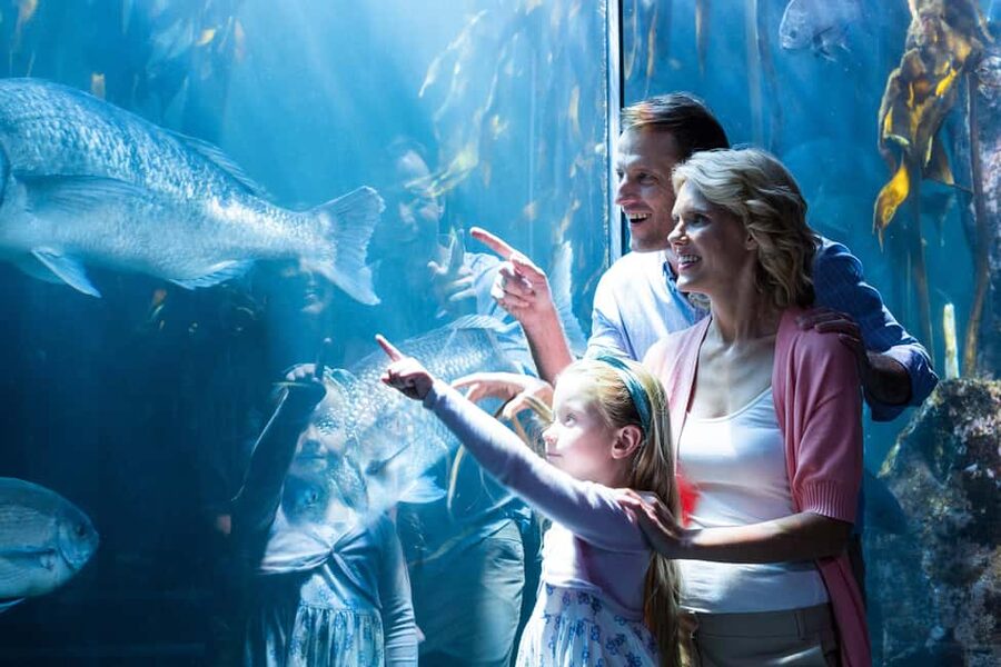 Chicago: 1-5 Day Attraction Pass with Shedd Aquarium - Skyline View Day: SkyDeck Chicago and 360 CHICAGO