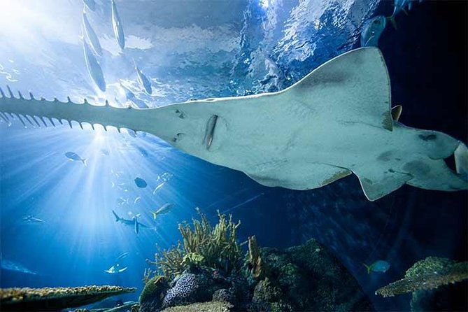 Chicago CityPASS® - Field Museum: dinosaurs, depth, and a lot of walking