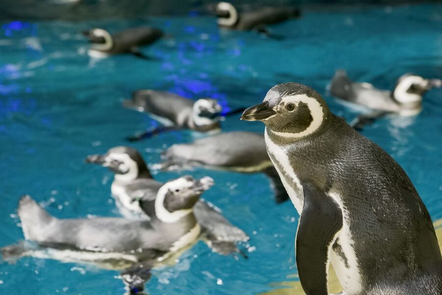 Chicago CityPASS®: Save up to 49% at 5 Top Attractions - 360 CHICAGO: fast pass admission and optional upgrades