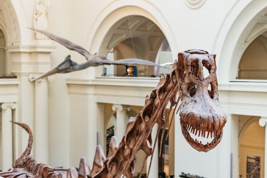 Chicago: Field Museum of Natural History Ticket or VIP Tour - Sue and Maximo: the dinosaur moments that anchor your visit