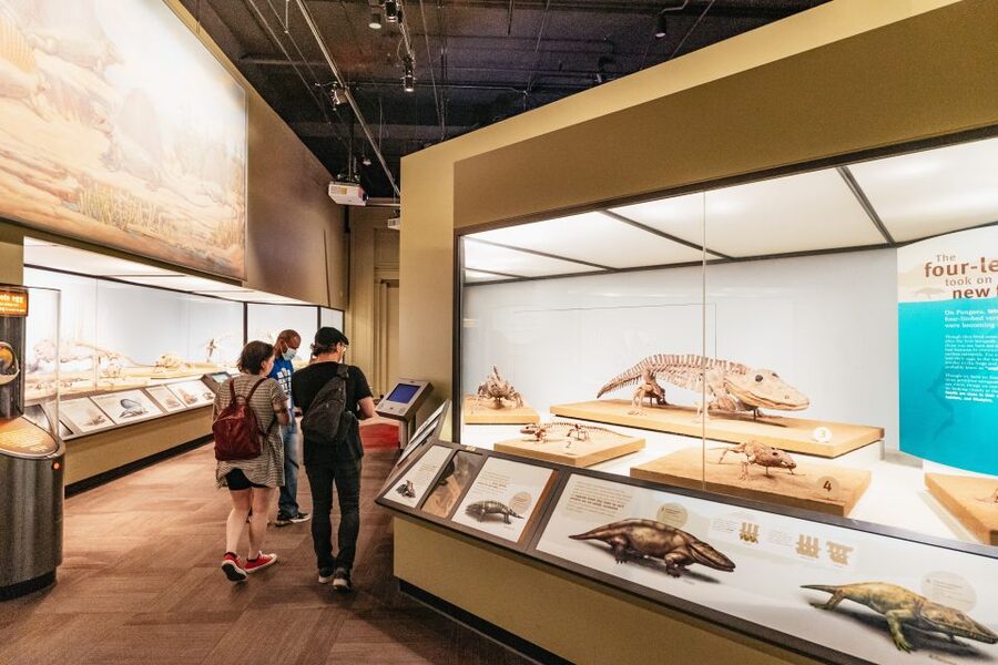 Chicago: Field Museum of Natural History Ticket or VIP Tour - Ticketed special exhibitions and the 3-D movie timing problem you can avoid