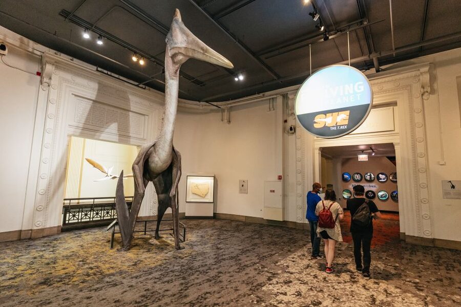 Chicago: Field Museum of Natural History Ticket or VIP Tour - Practical logistics that make or break your day