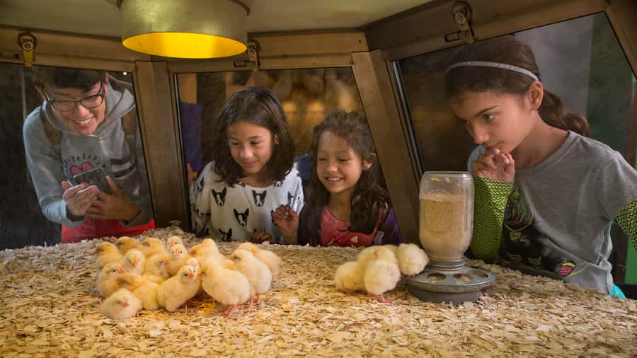 Chicago: Griffin Museum of Science and Industry Ticket - Who should book this Chicago science day