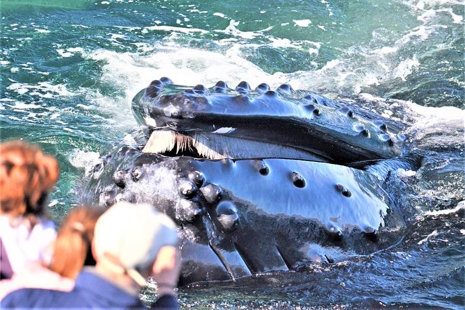 City Cruises Boston Whale Watching Cruise by High-Speed Boat - Long Wharf to Stellwagen Bank, why this route is the real draw
