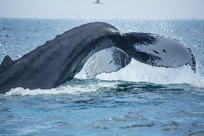 City Cruises Boston Whale Watching Cruise by High-Speed Boat - The naturalist guide and how to actually read the water
