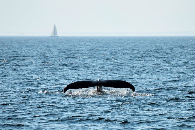 City Cruises Boston Whale Watching Cruise by High-Speed Boat - Who should book this cruise, and who might prefer a different plan