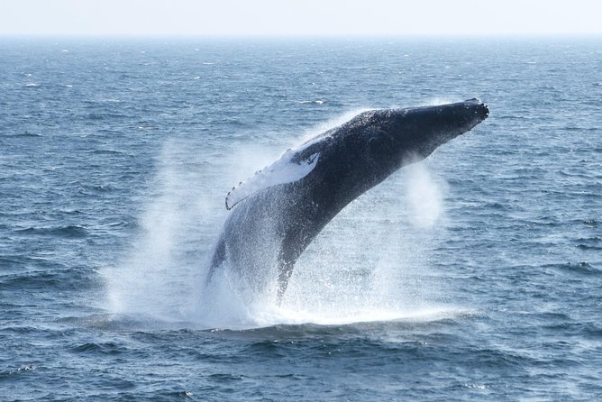 City Cruises Boston Whale Watching Cruise by High-Speed Boat - Should you book this Boston whale watching cruise?