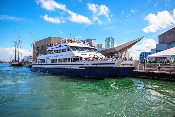 City Cruises Boston Whale Watching Cruise by High-Speed Boat - Stellwagen Bank sightings, what you can realistically hope to see