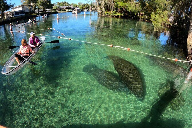 Clear Kayak Manatee Ecotour of Crystal River - Quick takeaways before you paddle
