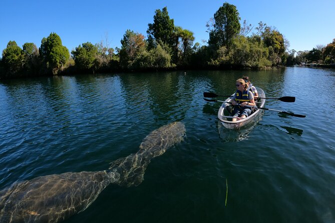Clear Kayak Manatee Ecotour of Crystal River - Crystal River wildlife you can realistically hope to see